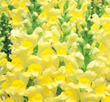 Aslanağzı Tohumu ( Yüksek Boylu ) Karışık Renkli - 8 Tohum - MegCiTo