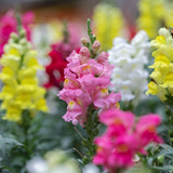 Aslan Ağzı Tohumu Karışık Renk - Saksılık 10 Tohum