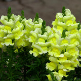 ASLAN AĞZI SAKSILIK (10 TOHUM) SARI