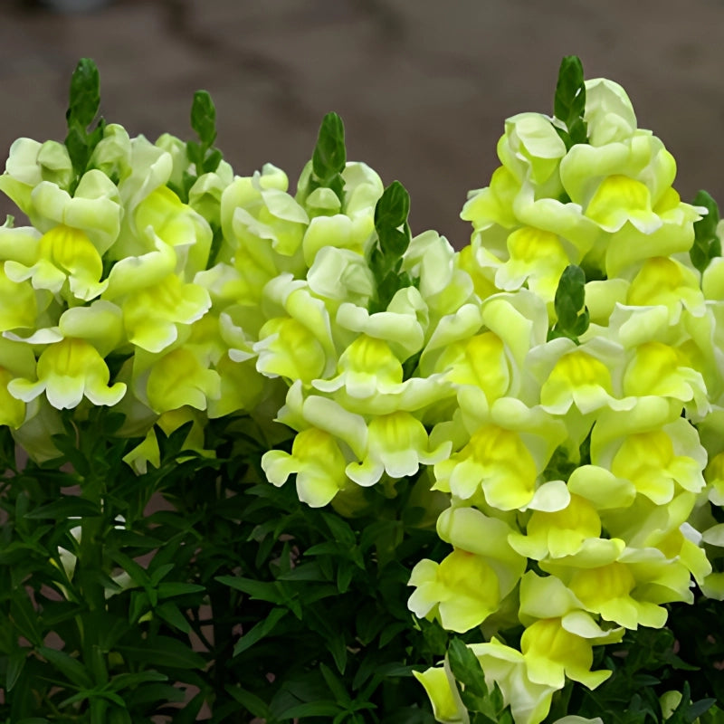 ASLAN AĞZI SAKSILIK (10 TOHUM) SARI