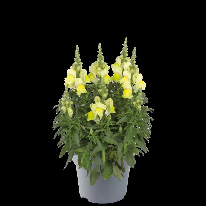 ASLAN AĞZI SAKSILIK (10 TOHUM) SARI