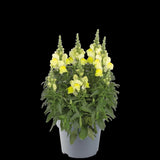 ASLAN AĞZI SAKSILIK (10 TOHUM) SARI