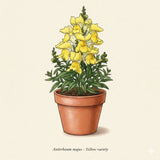 ASLAN AĞZI SAKSILIK (10 TOHUM) SARI