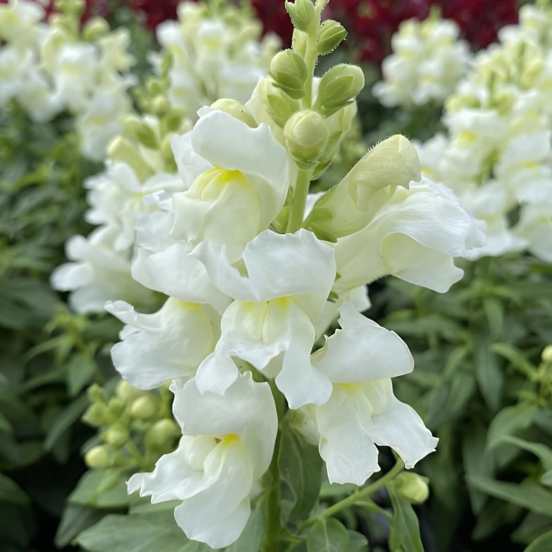 ASLAN AĞZI SAKSILIK (10 TOHUM) BEYAZ