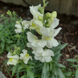 ASLAN AĞZI SAKSILIK (10 TOHUM) BEYAZ