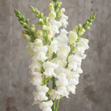 ASLAN AĞZI SAKSILIK (10 TOHUM) BEYAZ