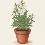 ASLAN AĞZI SAKSILIK (10 TOHUM) BEYAZ