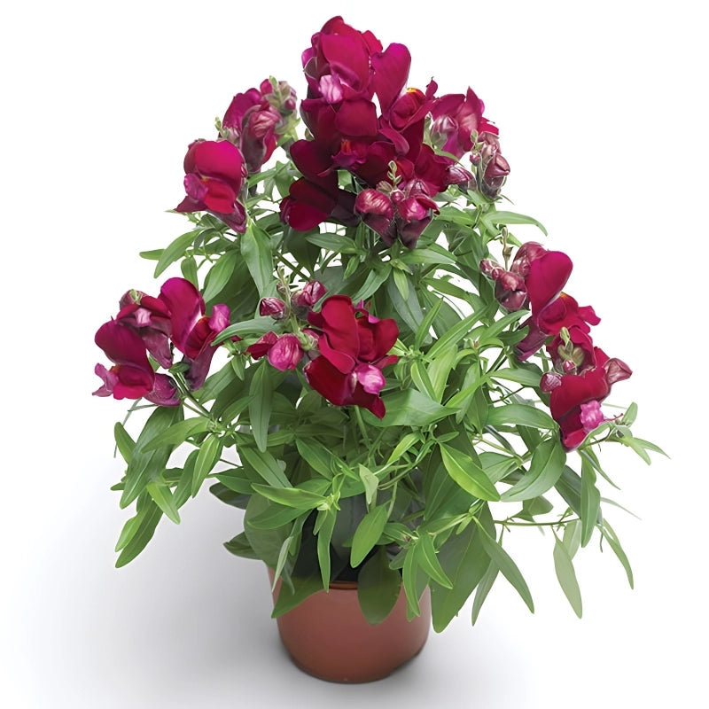 ASLAN AĞZI SAKSILIK (10 TOHUM) VİOLET