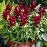 ASLAN AĞZI SAKSILIK (10 TOHUM) VİOLET