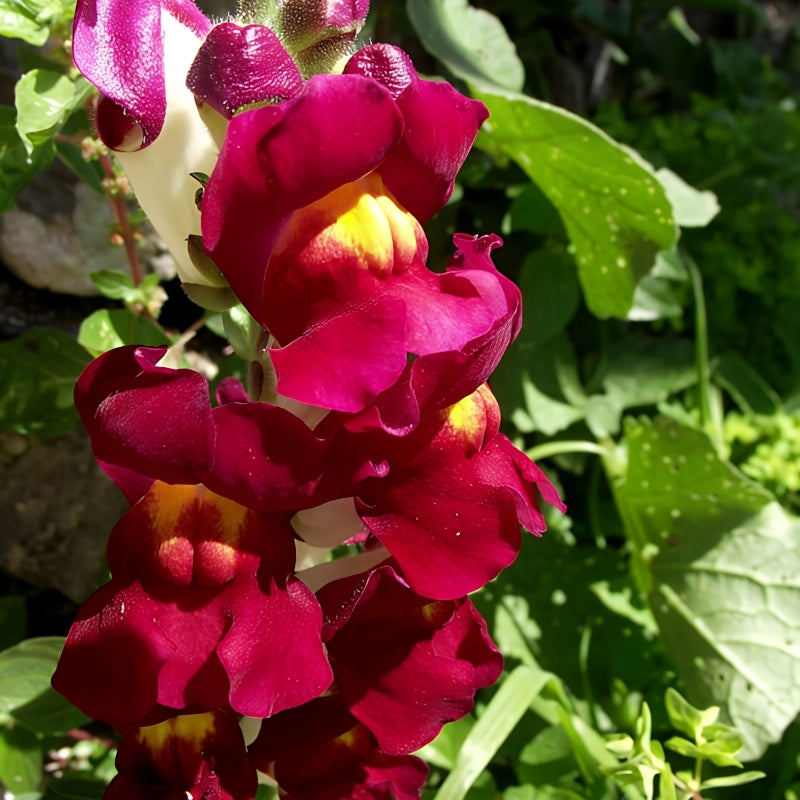 ASLAN AĞZI SAKSILIK (10 TOHUM) VİOLET