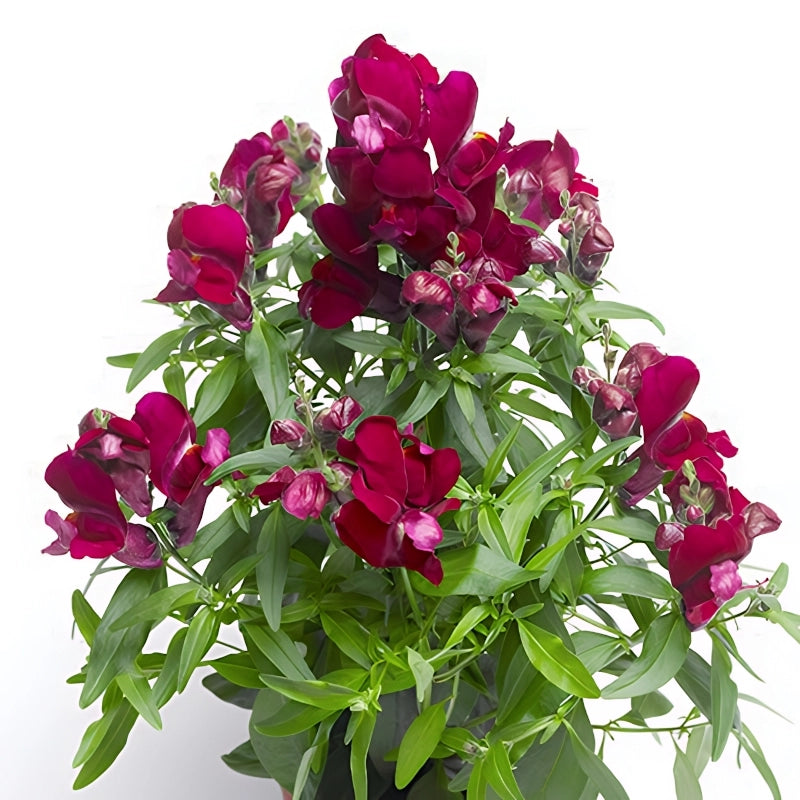 ASLAN AĞZI SAKSILIK (10 TOHUM) VİOLET