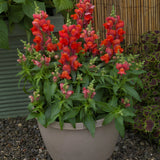 ASLAN AĞZI SAKSILIK (10 TOHUM) TURUNCU