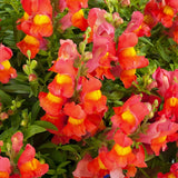 ASLAN AĞZI SAKSILIK (10 TOHUM) TURUNCU