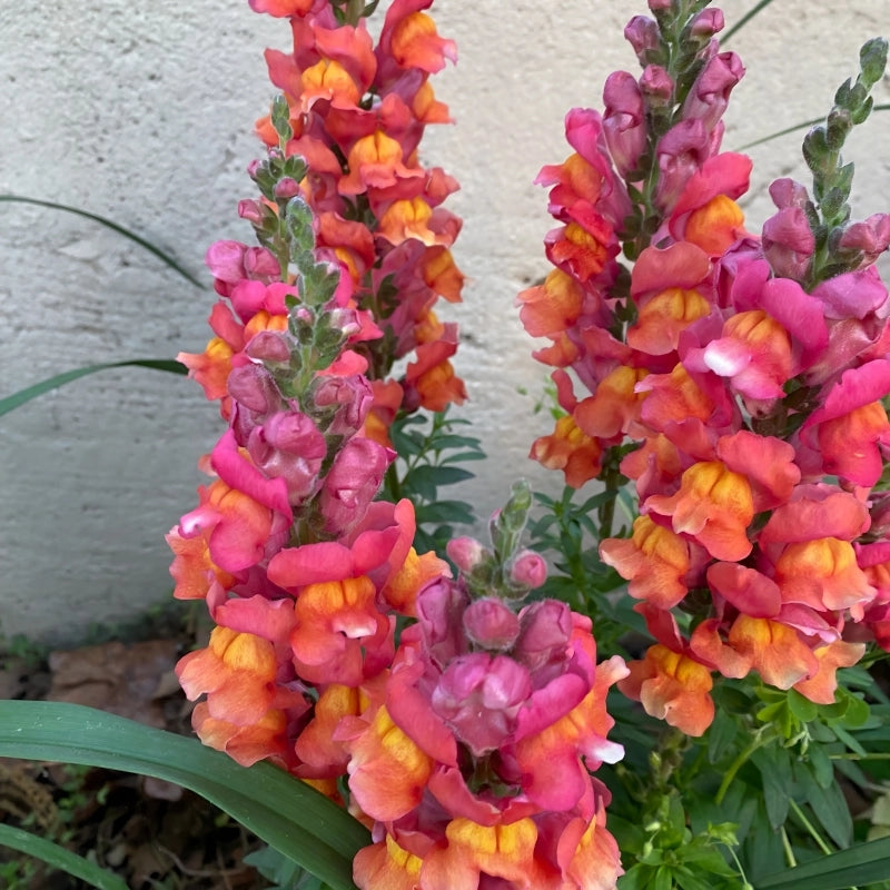 ASLAN AĞZI SAKSILIK (10 TOHUM) TURUNCU