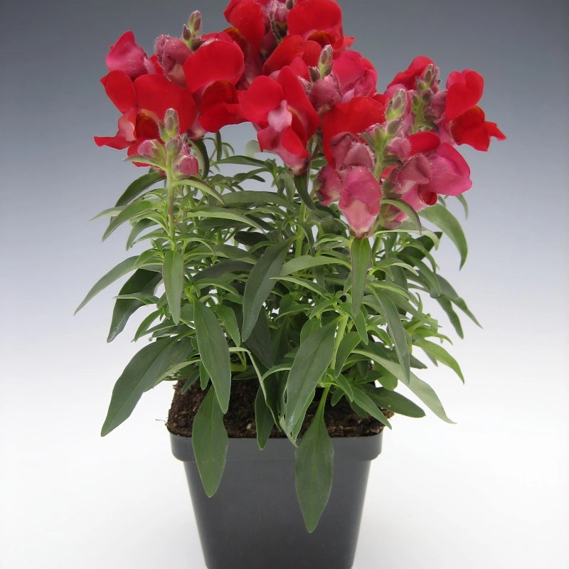 ASLAN AĞZI SAKSILIK (10 TOHUM) KIRMIZI