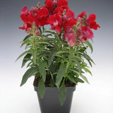 ASLAN AĞZI SAKSILIK (10 TOHUM) KIRMIZI