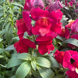 ASLAN AĞZI SAKSILIK (10 TOHUM) KIRMIZI