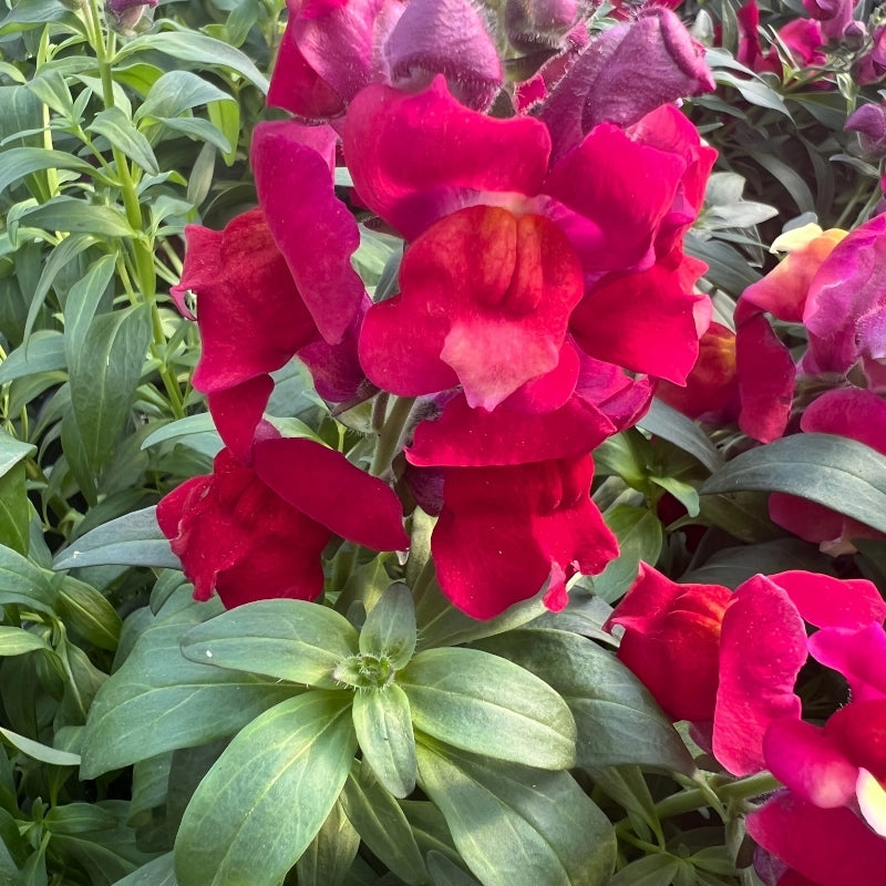 ASLAN AĞZI SAKSILIK (10 TOHUM) KIRMIZI