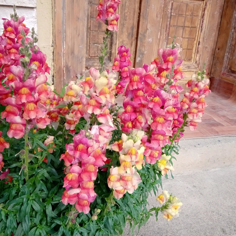 ASLAN AĞZI SAKSILIK (10 TOHUM) ŞEFTALİ RENK