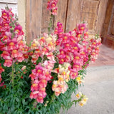 ASLAN AĞZI SAKSILIK (10 TOHUM) ŞEFTALİ RENK