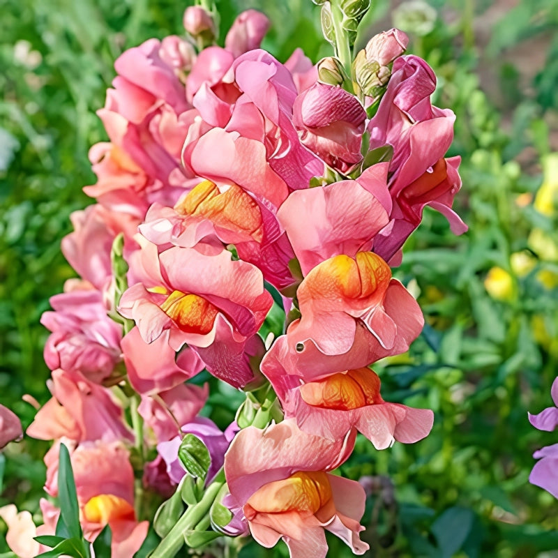 ASLAN AĞZI SAKSILIK (10 TOHUM) ŞEFTALİ RENK