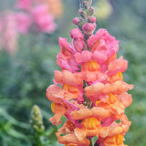 ASLAN AĞZI SAKSILIK (10 TOHUM) ŞEFTALİ RENK