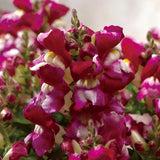 ASLAN AĞZI SAKSILIK (10 TOHUM) BURGUNDY