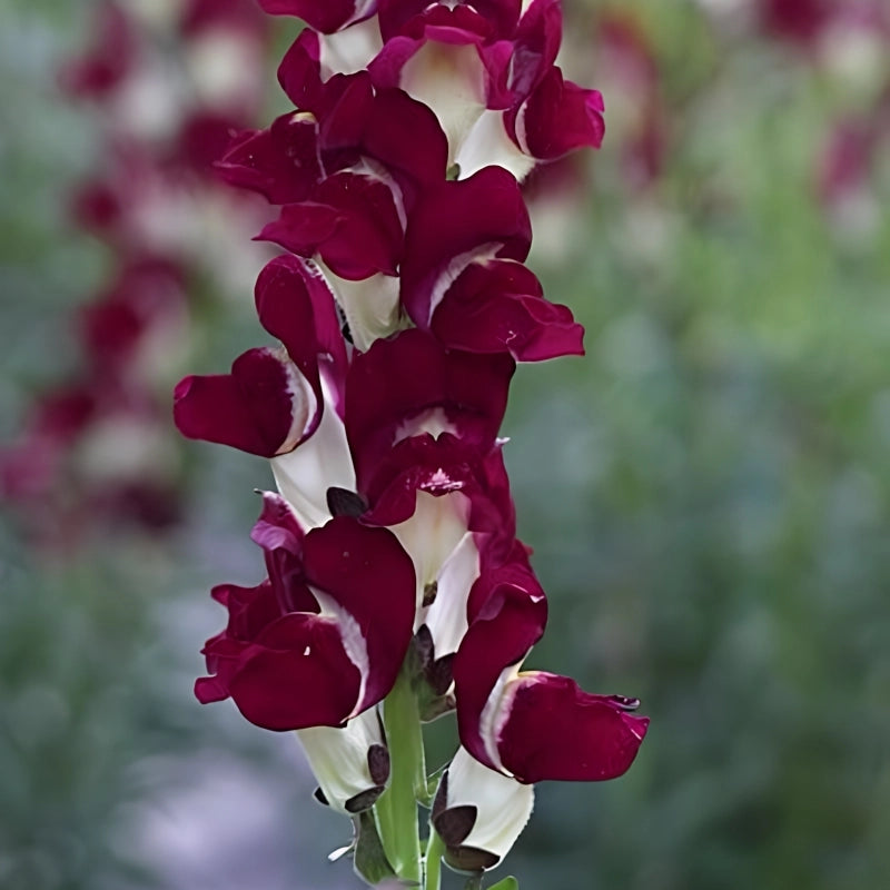 ASLAN AĞZI SAKSILIK (10 TOHUM) BURGUNDY