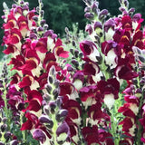 ASLAN AĞZI SAKSILIK (10 TOHUM) BURGUNDY