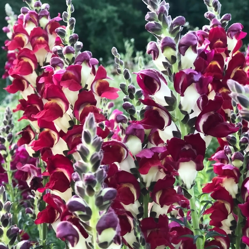 ASLAN AĞZI SAKSILIK (10 TOHUM) BURGUNDY