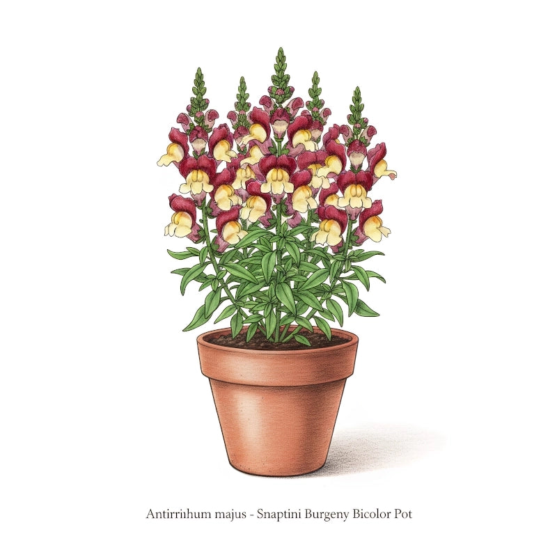 ASLAN AĞZI SAKSILIK (10 TOHUM) BURGUNDY