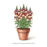 ASLAN AĞZI SAKSILIK (10 TOHUM) BURGUNDY