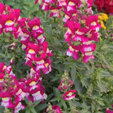 ASLAN AĞZI SAKSILIK (10 TOHUM) ÇİFT RENK