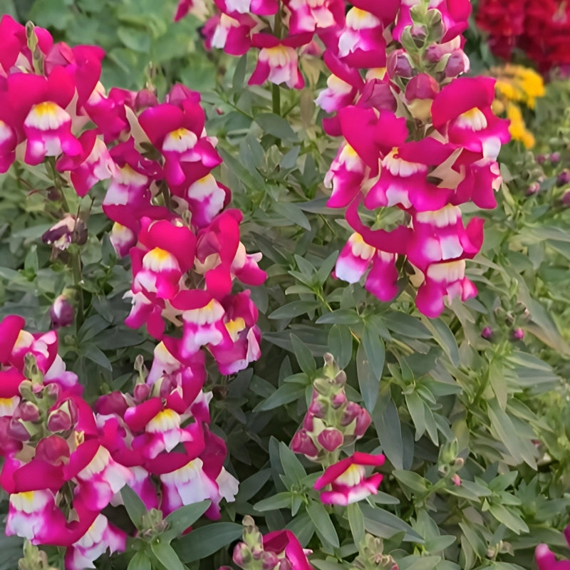 ASLAN AĞZI SAKSILIK (10 TOHUM) ÇİFT RENK