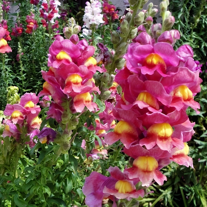 ASLAN AĞZI SAKSILIK (10 TOHUM) ÇİFT RENK