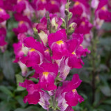 ASLAN AĞZI SAKSILIK (10 TOHUM) ÇİFT RENK