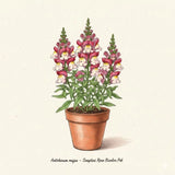 ASLAN AĞZI SAKSILIK (10 TOHUM) ÇİFT RENK