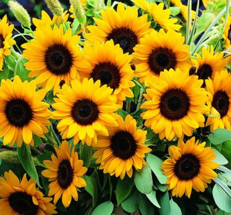 Süs Ayçiçeği Tohumu ( Katlı Çiçek ) Turuncu Siyah - 5 Tohum - MegCiTo