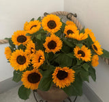 Süs Ayçiçeği Tohumu ( Katlı Çiçek ) Turuncu Siyah - 5 Tohum - MegCiTo