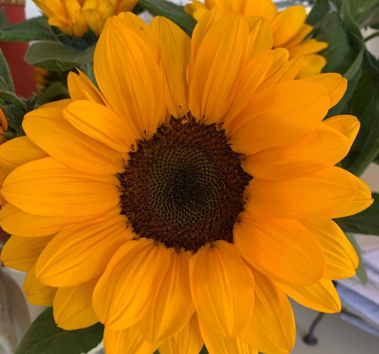 Süs Ayçiçeği Tohumu ( Katlı Çiçek ) Turuncu Siyah - 5 Tohum - MegCiTo