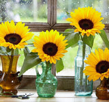 Süs Ayçiçeği Tohumu ( Katlı Çiçek ) Turuncu Siyah - 5 Tohum - MegCiTo