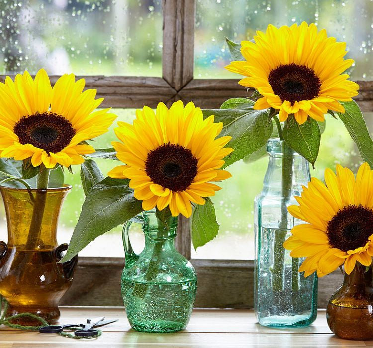 Süs Ayçiçeği Tohumu ( Katlı Çiçek ) Turuncu Siyah - 5 Tohum - MegCiTo