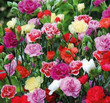 BAHÇE KARANFİLİ ( ÇOKLU TOHUM ) - 50 Tohum - KARIŞIK Renk - MegCiTo