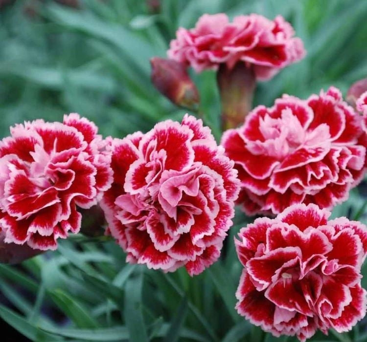 BAHÇE KARANFİLİ ( ÇOKLU TOHUM ) - 50 Tohum - KARIŞIK Renk - MegCiTo