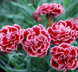 BAHÇE KARANFİLİ ( ÇOKLU TOHUM ) - 50 Tohum - KARIŞIK Renk - MegCiTo