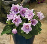 Balon Çiçeği Tohumu ( Büyük Çan Çiçeği ) Pembe Renkli - 5 Tohum - MegCiTo