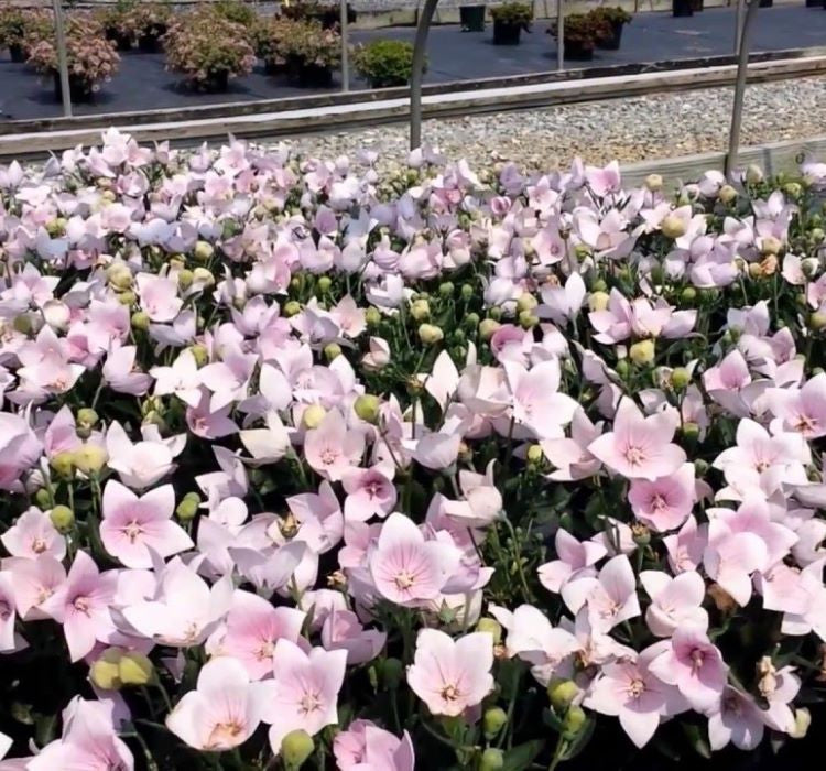 Balon Çiçeği Tohumu ( Büyük Çan Çiçeği ) Pembe Renkli - 5 Tohum - MegCiTo