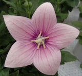 Balon Çiçeği Tohumu ( Büyük Çan Çiçeği ) Pembe Renkli - 5 Tohum - MegCiTo