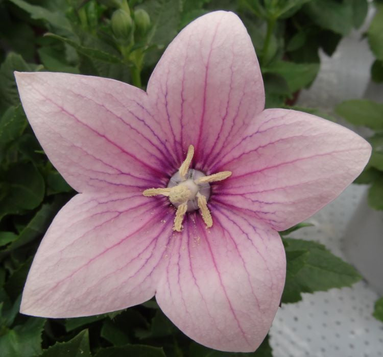 Balon Çiçeği Tohumu ( Büyük Çan Çiçeği ) Pembe Renkli - 5 Tohum - MegCiTo