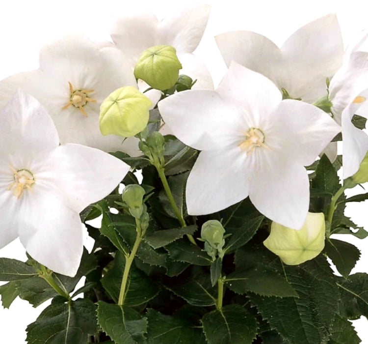 Balon Çiçeği ( Katmerli ) Beyaz Renkli - 5 Tohum - MegCiTo